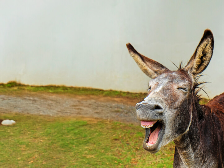 Schenken Sie einen Esel