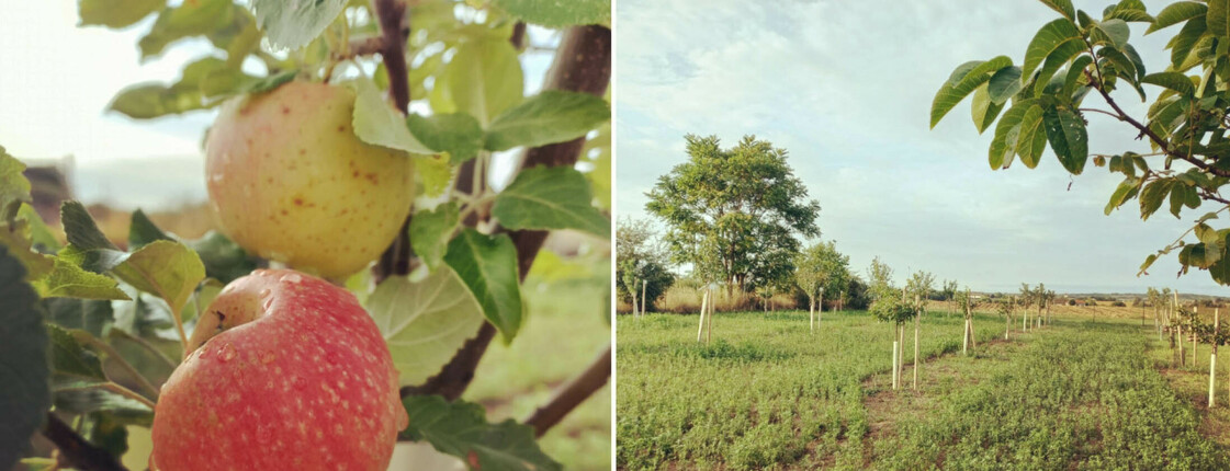 4 Fotos von Streuobstwiese, ein Foto, dass die Streuobstwiese gesamt zeigt. + 3 Nahaufnahmen von 2 Apfelbäumen und einem Vogelbeerbaum