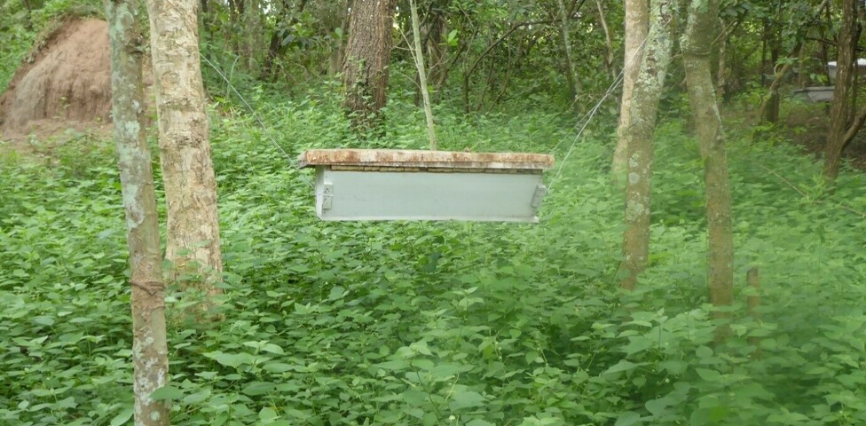 Bienenstand im Freien 