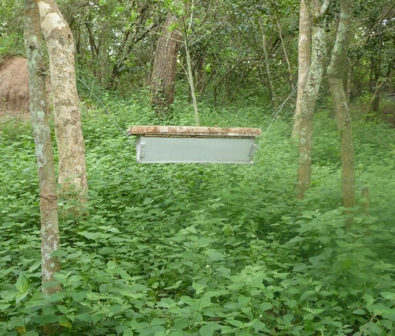 Bienenstand im Freien 