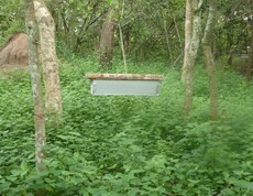 Bienenstand im Freien 