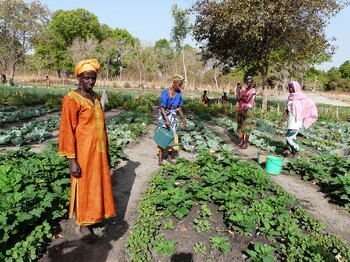 Menschen arbeiten auf einem Gemüsefeld im Senegal