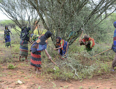 Afrikanische Frauen jäten auf einem Feld.