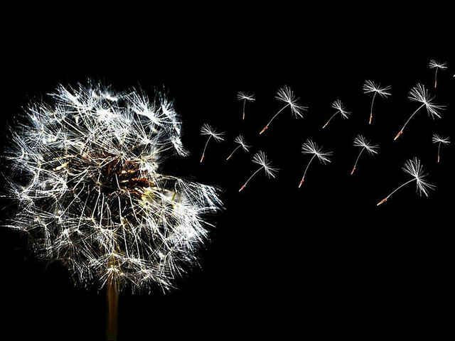 Das Bild zeigt eine Pusteblume, einige Samen werden vom Wind fortgetragen.