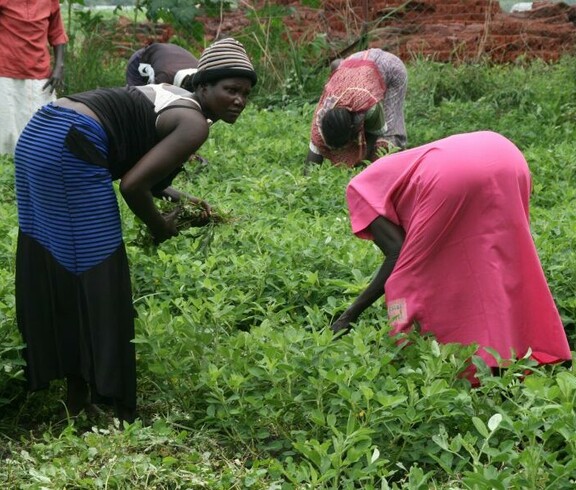 Afrikanische Frauen bei der Arbeit am Feld